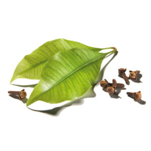 Clove-Leaf-Bud