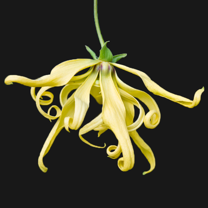 Ylang-Ylang2