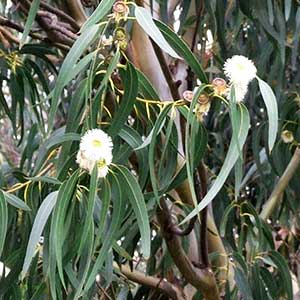 Eucalyptus-Globulus-Tree