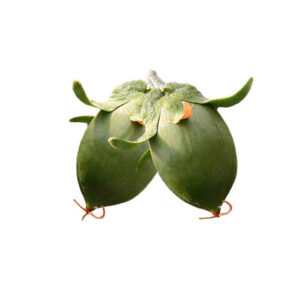 Jojoba