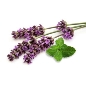 Lavender-Peppermint