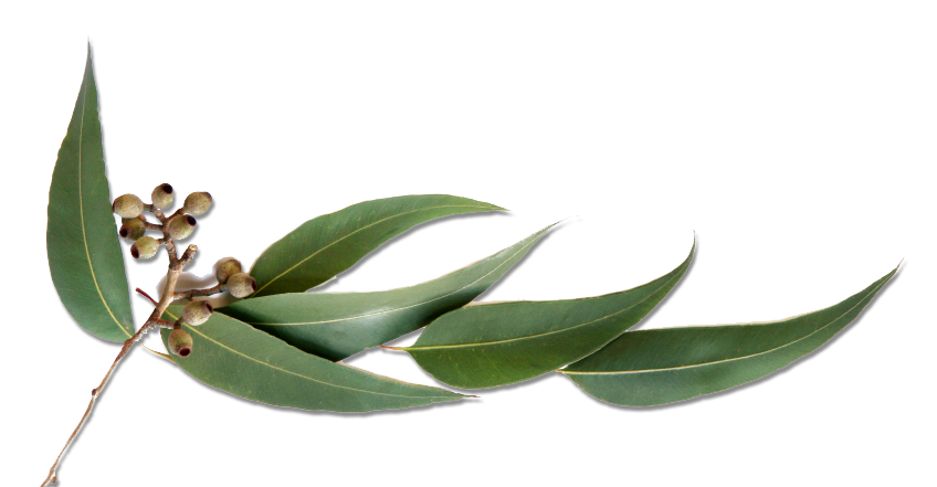 eucalyptus-leaves