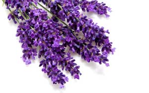 Lavender Flowers