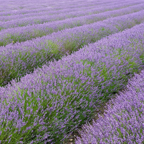 Lavender fields