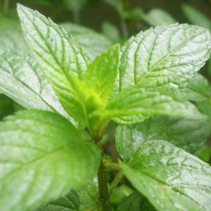 peppermint