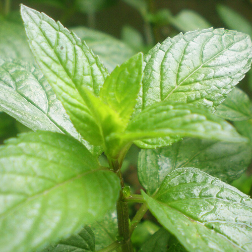 peppermint