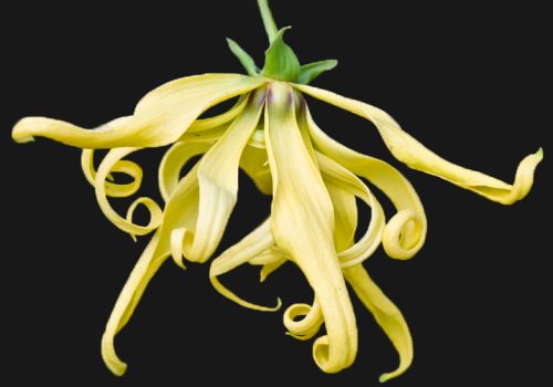 Ylang-Ylang2