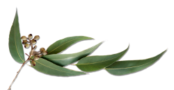 eucalyptus-leaves